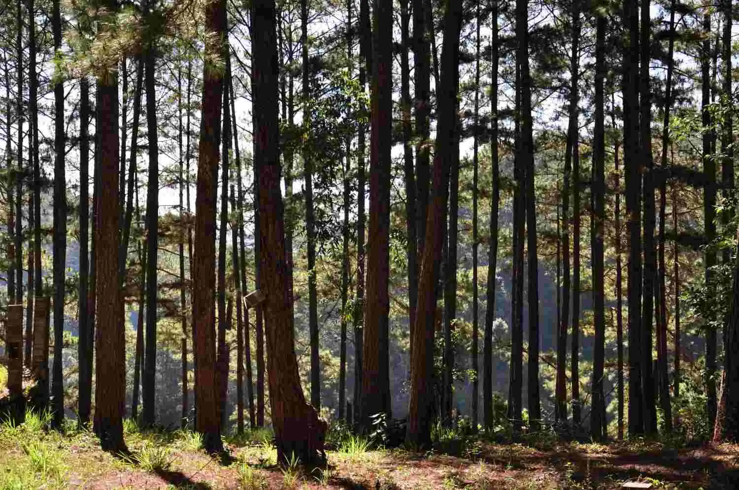 Vagamon Pine Forest